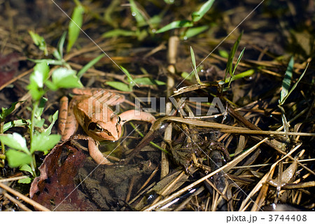 水たまりのニホンアカガエル 3744408