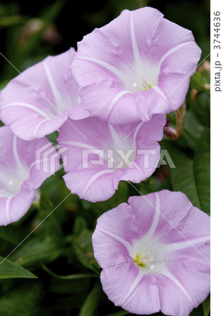 ヒルガオ ヒルガオ 3744636