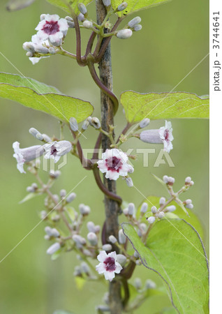 ヘクソカズラ 3744641