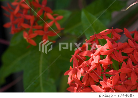 サンタンカの花 3744687