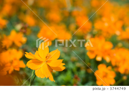 キバナコスモスの花 3744749