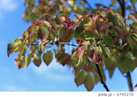 ハナミズキの赤い実と紅葉 ハナミズキの赤い実と紅葉 3745270