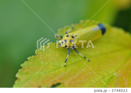 ツマグロオオヨコバイ 3746022