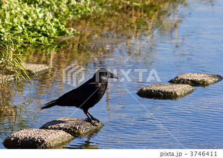 カラス 3746411