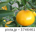 せとかの木　 3746461