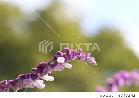 サルビア・レウカンサ 3747242