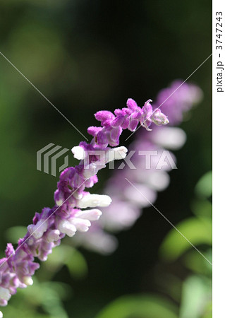 サルビア・レウカンサ 3747243