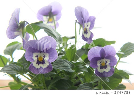 ビオラ ビオラ 3747783