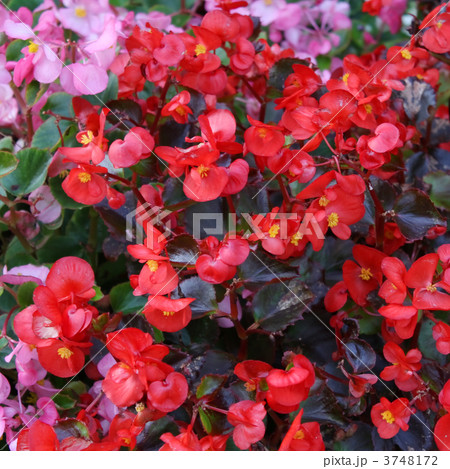 ベゴニア 3748172