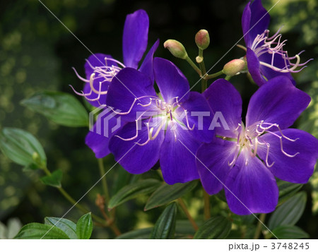 ノボタン 3748245