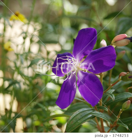 ノボタン ノボタン 3748253