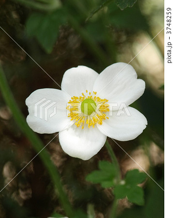 シュウメイギク 3748259