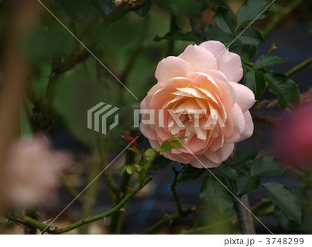 マリー・アントワネット マリー・アントワネット 3748299