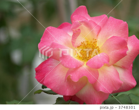 キッス・オブ・グローリア キッス・オブ・グローリア 3748301