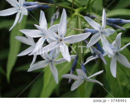 チョウジソウ 3748461