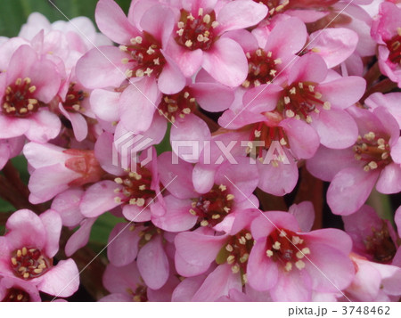 ヒマラヤユキノシタ 3748462