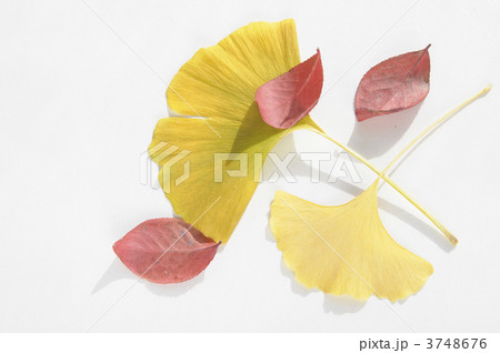 イチョウ 3748676