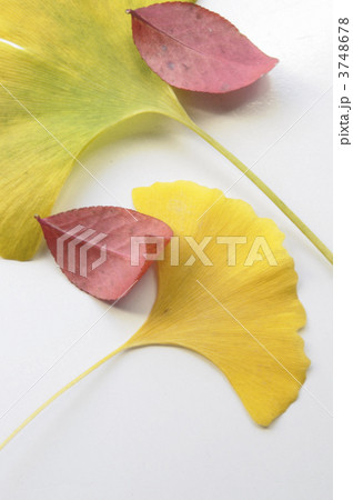 イチョウ 3748678