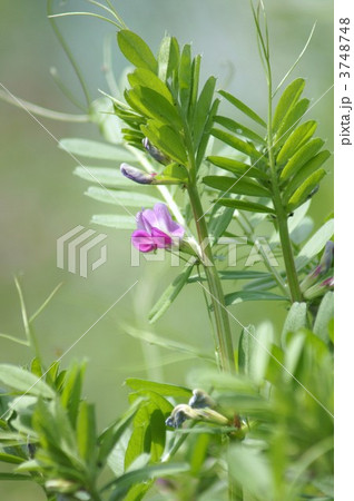 烏野豌豆　本名は矢筈豌豆ヤハズエンドウ 3748748