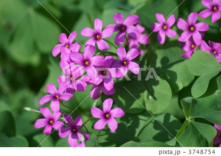オキザリス 紅酢漿草 芋酢漿草 オキザリス 紅酢漿草 芋酢漿草 3748754