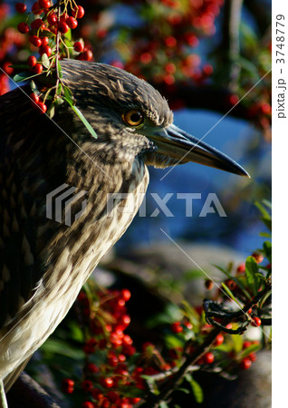 五位鷺の幼鳥　星五位と常盤山櫨子 3748779
