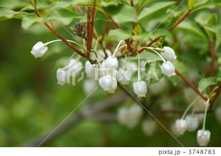 灯台躑躅 またの名を満天星躑躅 灯台躑躅 またの名を満天星躑躅 3748783