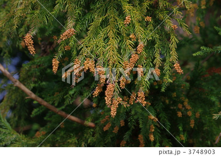 杉の実　杉の雄花　杉花粉の発生源 3748903