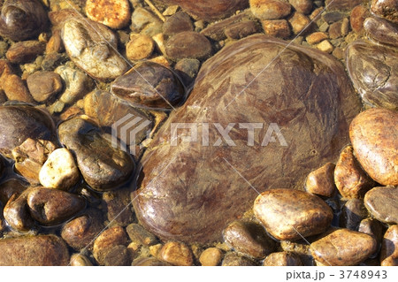 アユの食み痕 3748943