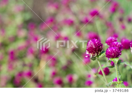 千日紅の花畑 千日紅の花畑 3749186