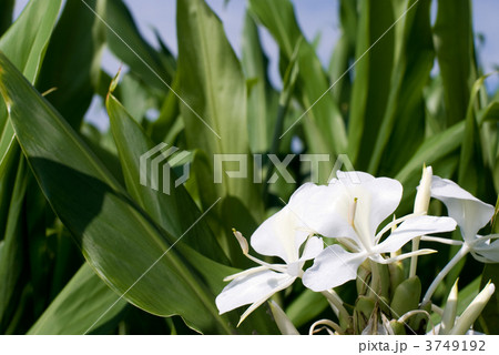 ハナシュクシャの花 3749192