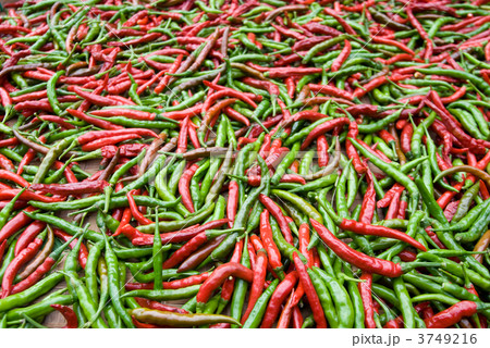 収穫した唐辛子の実 収穫した唐辛子の実 3749216