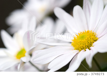 白い菊の花 3749273