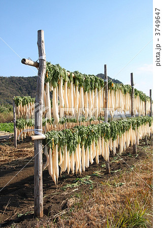 大根干し 3749647