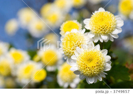 丁字咲きの菊の花 丁字咲きの菊の花 3749657
