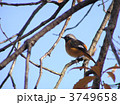 ジョウビタキ雄 3749658