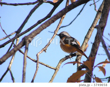 ジョウビタキ雄 ジョウビタキ雄 3749658