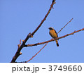 ジョウビタキ雄 3749660