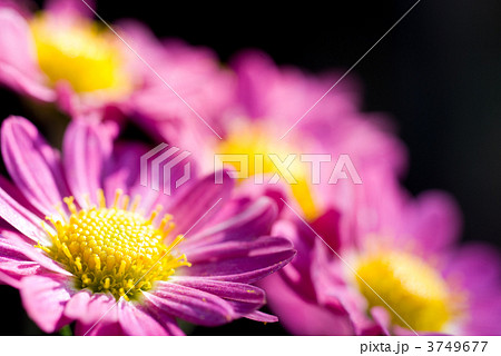 赤紫色の菊の花 3749677