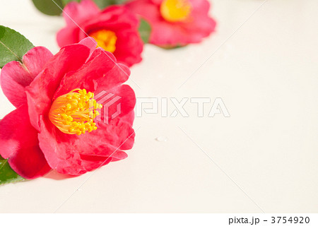 山茶花 3754920