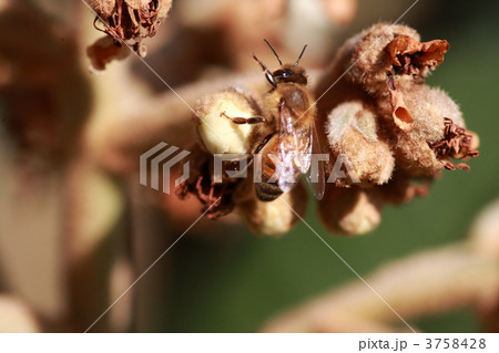 【ミツバチとビワ】 3758428