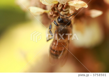 【ミツバチとビワ】 3758501