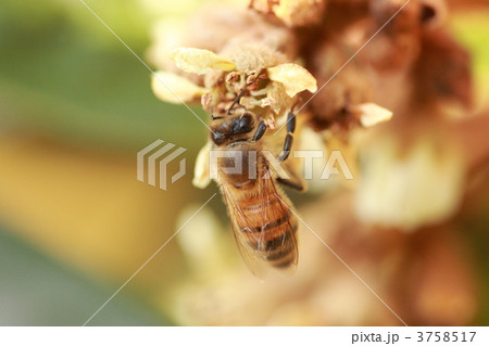 【ミツバチとビワ】 3758517