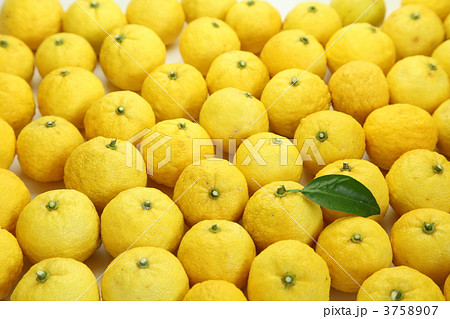 黄色い柚子いっぱい 3758907