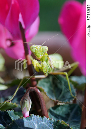 カマキリ 3758956