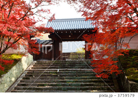 曼殊院の紅葉 3759579