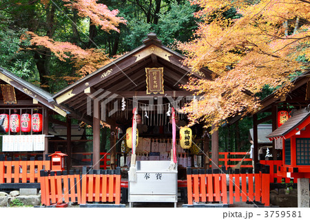 秋の野宮神社 秋の野宮神社 3759581