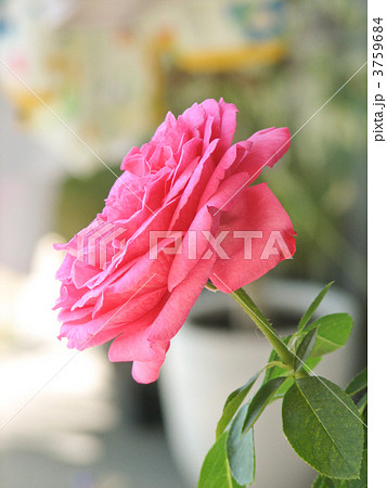 薔薇 イヴ・ピアジェ 薔薇 イヴ・ピアジェ 3759684
