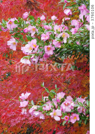 紅葉と山茶花 紅葉と山茶花 3760106