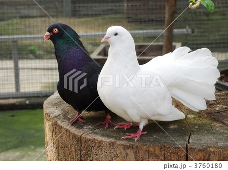 つがい 鳩 鳥の写真素材 [3760180] - PIXTA