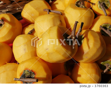 ごろごろシリーズ　柿 3760363